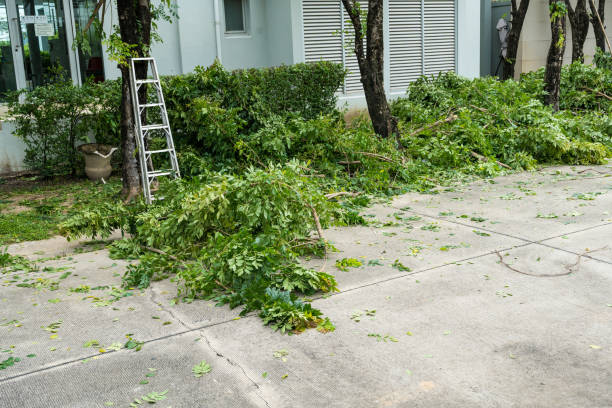 Best Emergency Tree Removal  in Evanston, IL